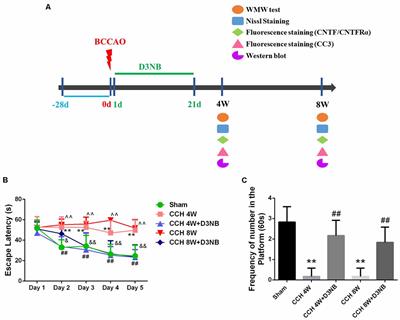 Dl-3-n-Butylphthalide Alleviates Hippocampal Neuron Damage in Chronic Cerebral Hypoperfusion via Regulation of the CNTF/CNTFRα/JAK2/STAT3 Signaling Pathways